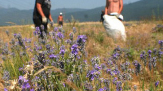 Кмет показва мускули в турнир по канадска борба 