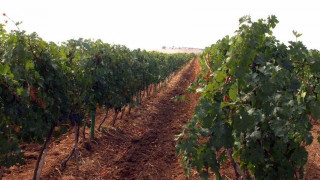 Англичани правят вино в България