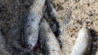 Рибата в Черно море изчезва