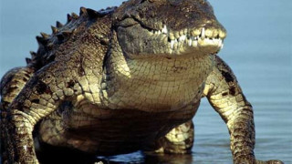 Уловиха гигантски морски крокодил