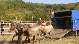 Екотуризъм с диви коне ще развиват в Родопите