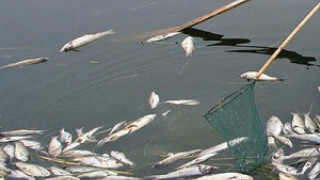 Мъртва риба изплува във Варненското езеро 