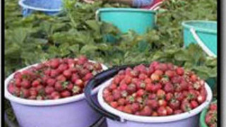 Закопчаха нашенци -"работодатели" в Швеция
