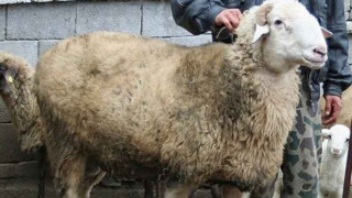 ДПС гътна коч за кадем на изборите