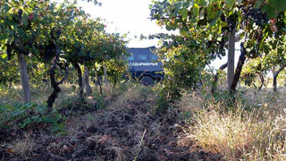 Крадци налитат на гроздето, граничари пазят лозята
