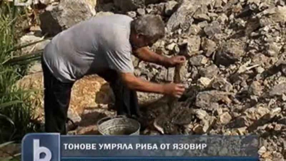 Събират мъртва риба за пазара | StandartNews.com