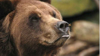 Осиновяват четири носати мечета от столичния зоопарк 