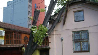 Дървета паднаха върху забавачки и къщи