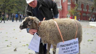 И овцата Радка влезе в предизборна агитация