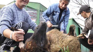 Мюсюлманите празнуват Курбан байрам