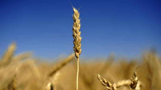 Зърнопроизводители на бунт срещу търговията с държавна земя