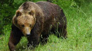 Мечка стръвница стряска жителите на Девин 
