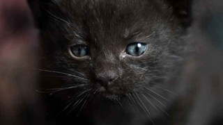 Гигантски котки  без опашки в София