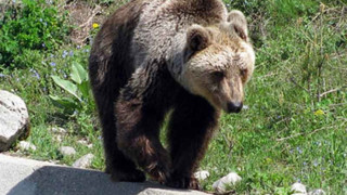 Десет мечки кръстосват Витоша, пейте си песнички на излет