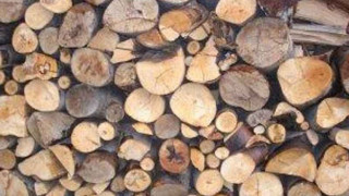 Роми изсичат Западния парк