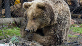 20 мечки вече спят дълбоко в Белица