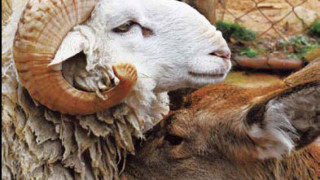Овен и кошута се залюбиха в зоопарк