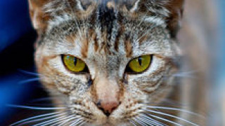 Италиански котарак наследи имоти за 10млн. евро