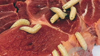 Ресторант в София сервира месо с червеи и косми