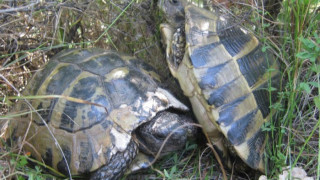 Снахата на Цар Киро с условна присъда заради костенурки