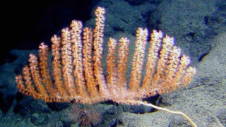 Непознати морски видове шашнаха учените