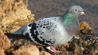 Крадла сготви ценни гълъби