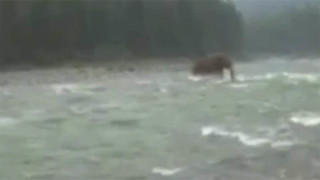 Заснеха жив мамут в Сибир (ВИДЕО)