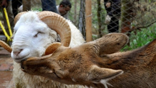 Овен се жени за сърна в китайски зоопарк