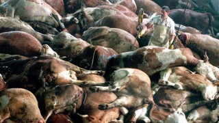 Ветеринари: Животински трупове ще залеят страната