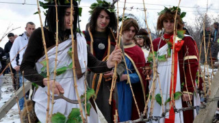 Очакват измръзнали лозя
