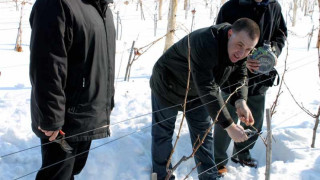 Виното бие ракията на родната трапеза