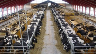 Отпускат 25% повече пари на животновъди