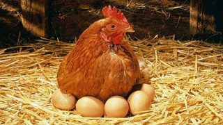 Яйцата поскъпнаха яко и в Европа