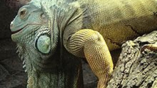 София с пазар за игуани и чинчили