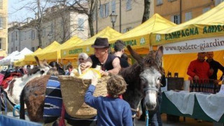 Протестират на магарета срещу скъпите горива
