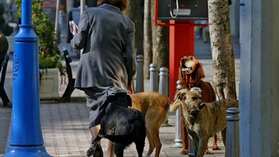 Глутница от 10 кучета нападна гинеколожка | StandartNews.com