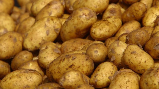 Наши вдигат картофена кула за Гинес
