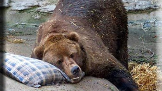 Не могат да събудят седми месец мечка в Белица