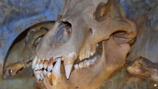 Откриха пещерни мечки на 14 хиляди години край Батак