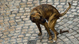 Само 24 глобени за кучешко ако