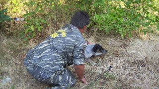 Хайки за кучета по зори и здрач