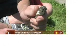 Французин на лов за змии у нас
