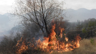 Огнена стихия захапа гората над Трън