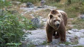 Мечката Вела се пробуди от зимен сън