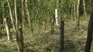 Роми вилнеят с брадви в Западен парк