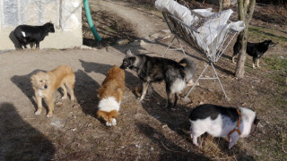 Фандъкова: Осиновено куче на улицата - такова животно няма