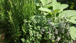 Забраняват продажбата на билки в нета