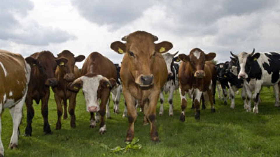 Стадо говеда праща на съд пернишки квартал | StandartNews.com