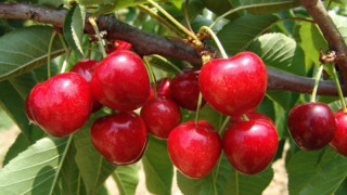 Черешите кът, зимата ги "изяла"