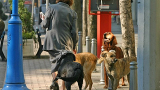 Пловдив кани софийските помияри